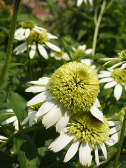 Jeżówka - Echinacea 'Coconut Lime' (p9)