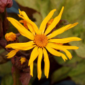 Języczka- Ligularia 'Garden Confetti' ®