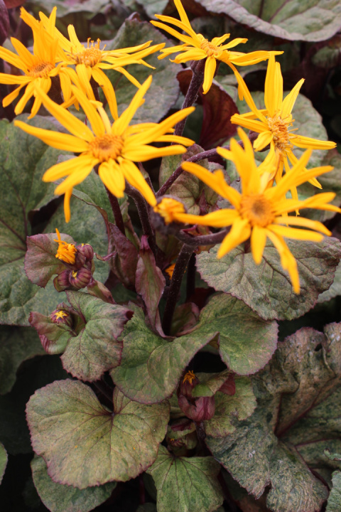 Języczka- Ligularia 'Garden Confetti' ®