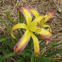 Liliowiec- Hemerocallis 'String Bikini'