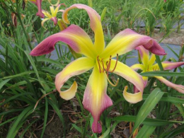 Liliowiec- Hemerocallis 'String Bikini' (p9)