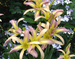 Liliowiec- Hemerocallis 'String Bikini' (p9)