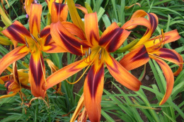 Liliowiec- Hemerocallis 'Tiger Eye Spider'