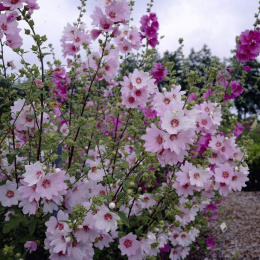 Ślazówka- Lavatera Blushing Bride (p9)