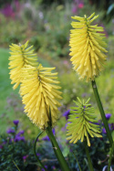 Trytoma- Kniphofia 'Bees Lemon'