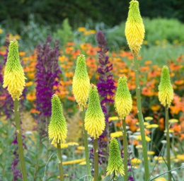 Trytoma- Kniphofia 'Bees Lemon'