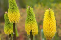 Trytoma- Kniphofia 'Bees Lemon'