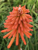 Trytoma- Kniphofia 'Ember Glow'