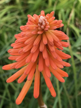 Trytoma- Kniphofia 'Ember Glow'