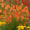 Trytoma- Kniphofia 'Ember Glow'