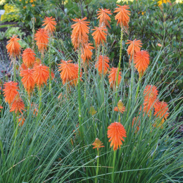 Trytoma- Kniphofia 'Ember Glow'