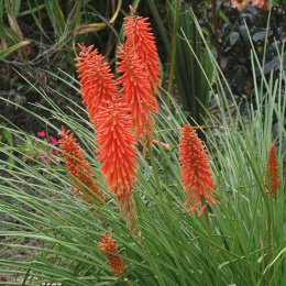 Trytoma- Kniphofia 'Ember Glow'