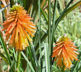 Trytoma- Kniphofia 'Fire Glow'