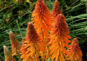 Trytoma- Kniphofia 'Fire Glow'