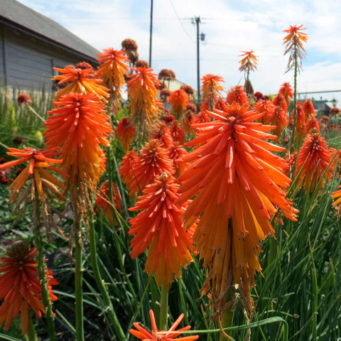 Trytoma- Kniphofia 'Fire Glow'