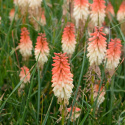 Trytoma- Kniphofia 'Orange Vanilla Popsicle'