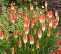 Trytoma- Kniphofia 'Orange Vanilla Popsicle'