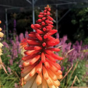 Trytoma- Kniphofia 'Orange Vanilla Popsicle'