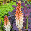 Trytoma- Kniphofia 'Orange Vanilla Popsicle'