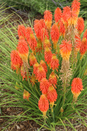 Trytoma- Kniphofia 'Papaya Popsicle'