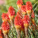 Trytoma- Kniphofia 'Papaya Popsicle'