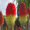 Trytoma- Kniphofia 'Papaya Popsicle'