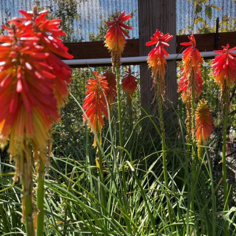 Trytoma- Kniphofia 'Papaya Popsicle'