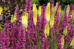 Trytoma- Kniphofia 'Pineapple Popsicle'