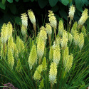 Trytoma- Kniphofia 'Pineapple Popsicle'