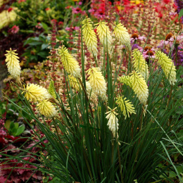 Trytoma- Kniphofia 'Pineapple Popsicle'