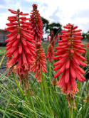 Trytoma- Kniphofia 'Redhot Popsicle'