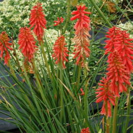 Trytoma- Kniphofia 'Redhot Popsicle'