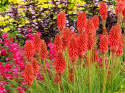 Trytoma- Kniphofia 'Redhot Popsicle'