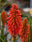 Trytoma- Kniphofia 'Redhot Popsicle'