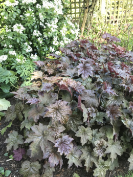 Żurawka drobnokwiatowa- Heuchera micrantha