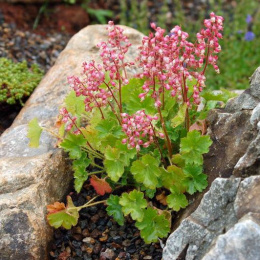 Żurawka nadobna- Heuchera pulchella