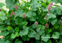 Żurawka nadobna- Heuchera pulchella