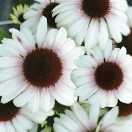 jeżówka - Echinacea 'Cherry on Ice'