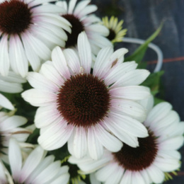 jeżówka - Echinacea 'Cherry on Ice'