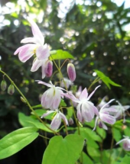 Epimedium Sasaki (p9)