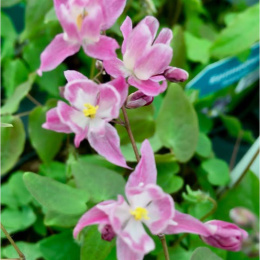 Epimedium Sasaki