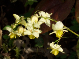 Epimedium vers. Neosulphureum