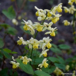 Epimedium vers. Neosulphureum