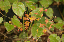 Epimedium warl. Ellen Willmott