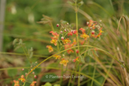 Epimedium warl. Ellen Willmott