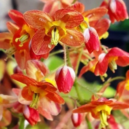 Epimedium warl. 'Ellen Willmott' (L)