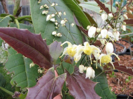 Epimedium wush. Spiny Leaved