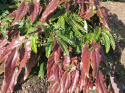 Epimedium wush. Spiny Leaved