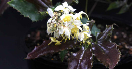 Epimedium wush. Spiny Leaved