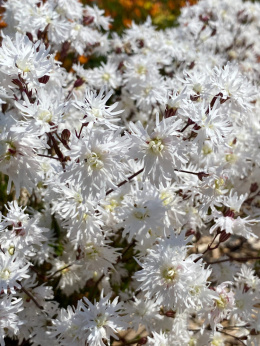 Firletka- Lychnis 'Petit Henri'